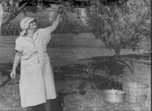 A female resident picks apples